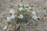 Acanthophyllum pungens. Цветущее растение. Узбекистан, Бухарская обл., окр. оз. Тудакуль, закреплённые пески. 4 мая 2022 г.