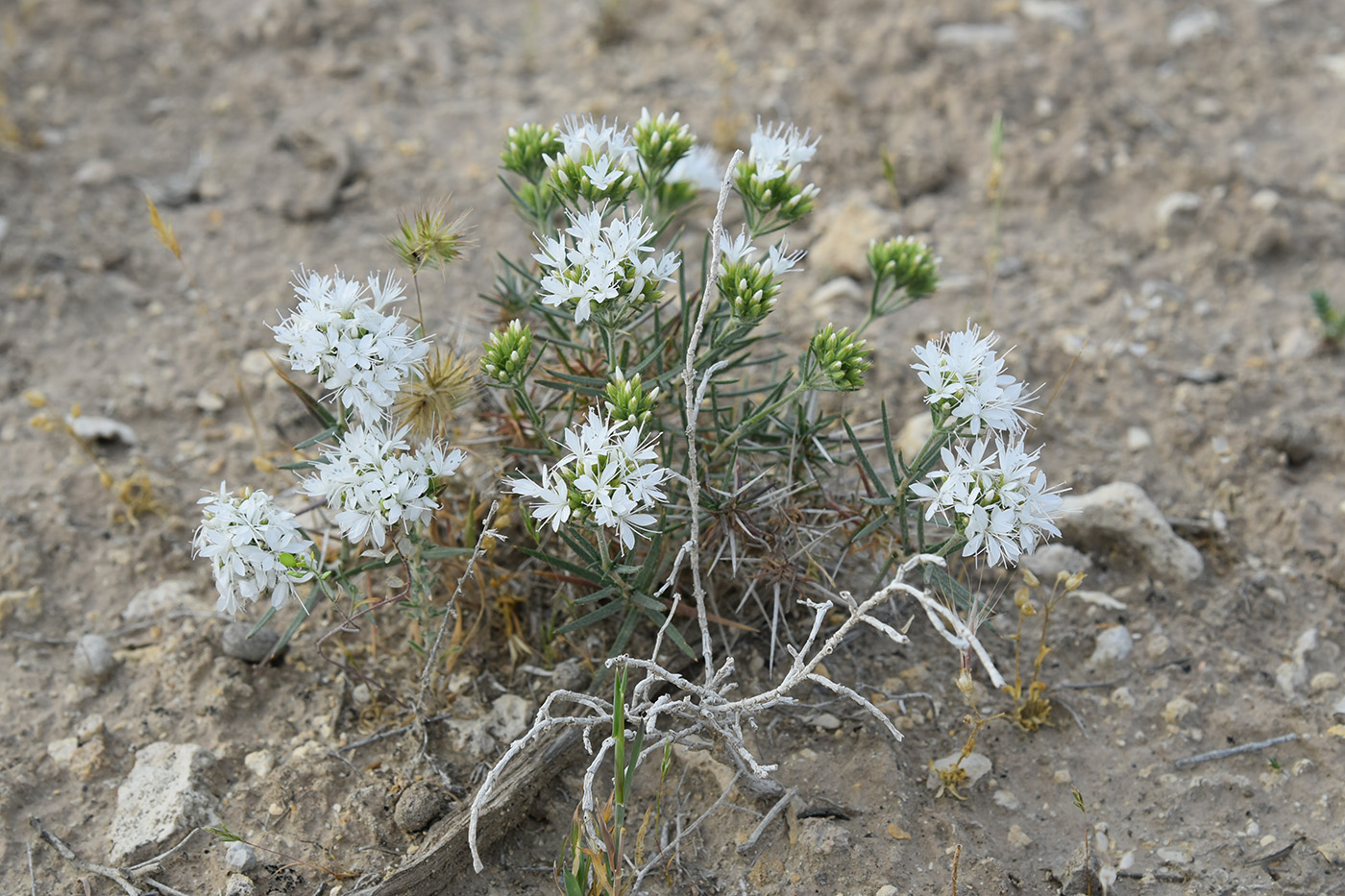 Изображение особи Acanthophyllum pungens.