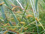 Carex vesicaria