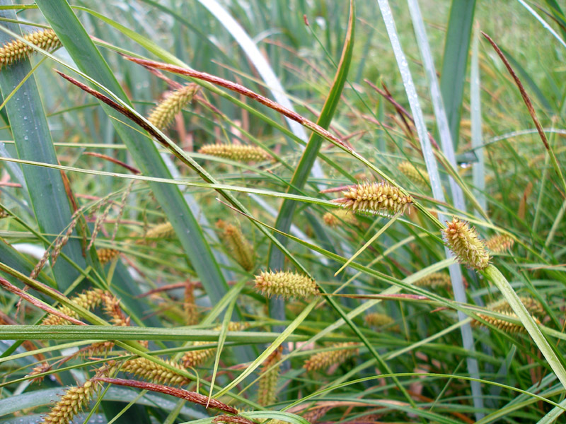 Изображение особи Carex vesicaria.