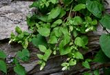 Campanula pendula. Верхушки побегов с бутонами. Чечня, Шатойский р-н, Нихалойские водопады, на скале. 26.07.2022.