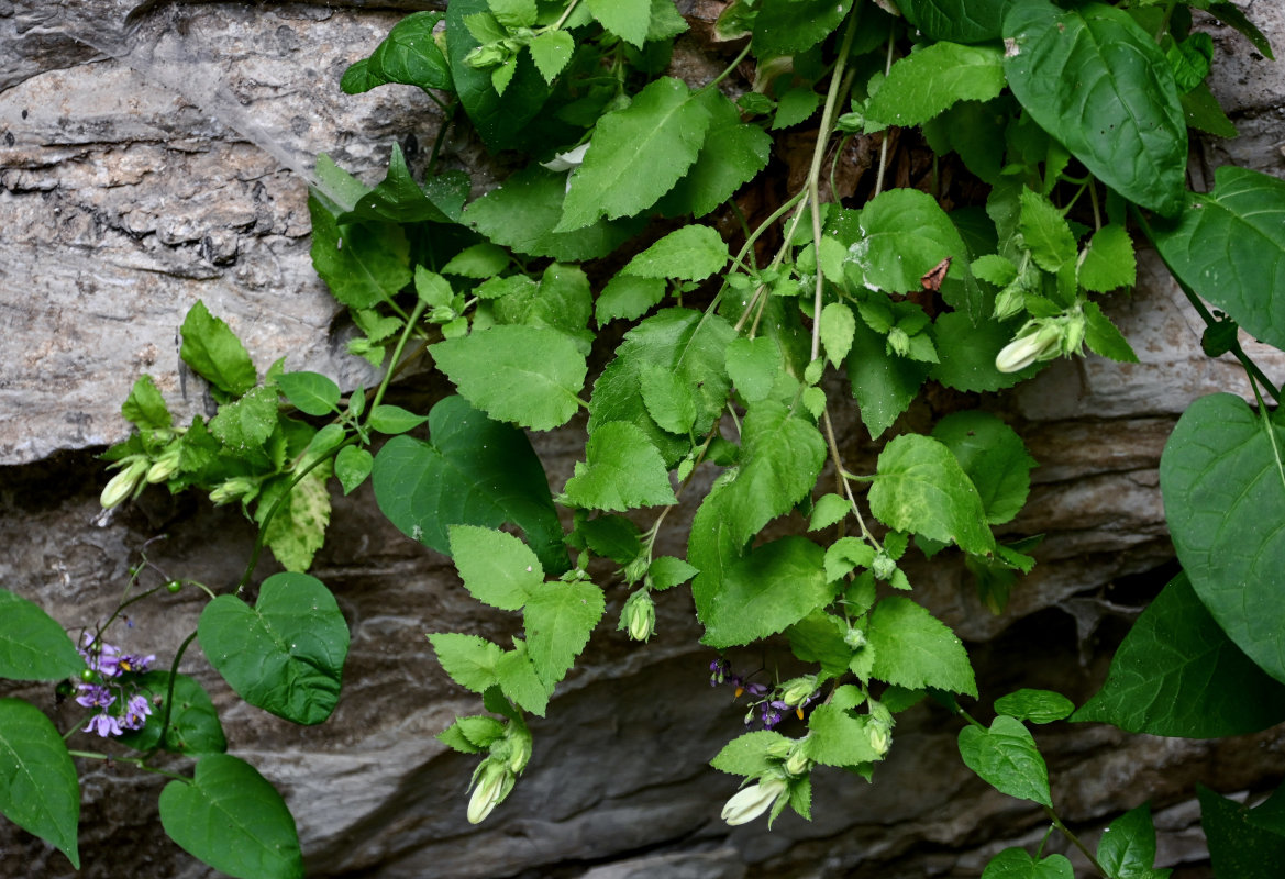 Image of Campanula pendula specimen.