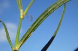 Dianthus caucaseus