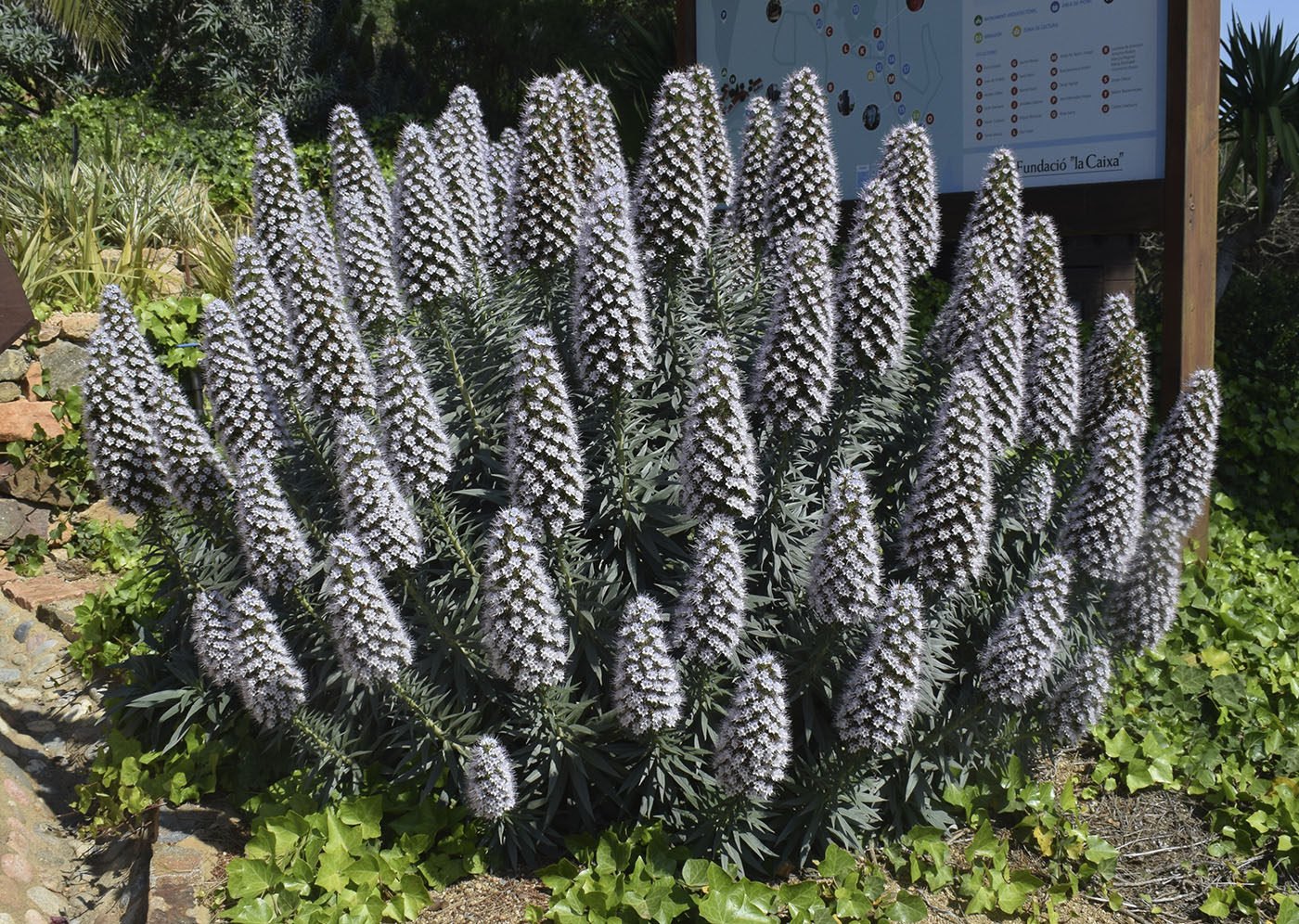 Изображение особи род Echium.