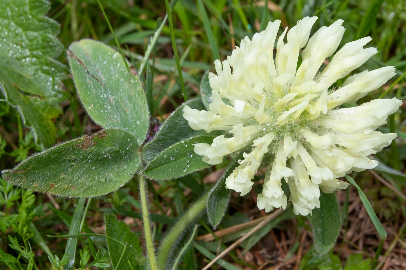 Image of Trifolium canescens specimen.