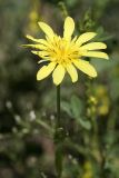 Tragopogon orientalis