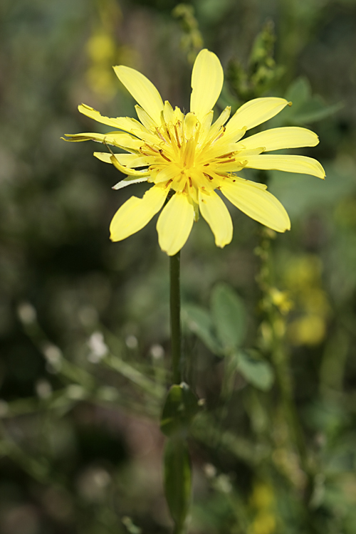 Image of Tragopogon orientalis specimen.