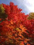 Acer mono