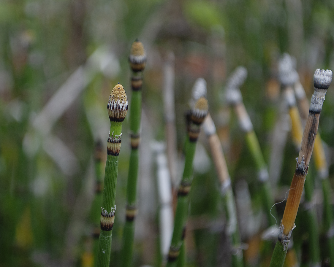 Image of Equisetum hyemale specimen.