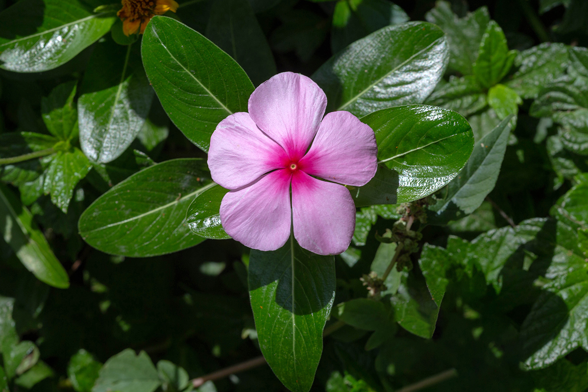 Изображение особи Catharanthus roseus.