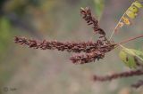 Amorpha fruticosa