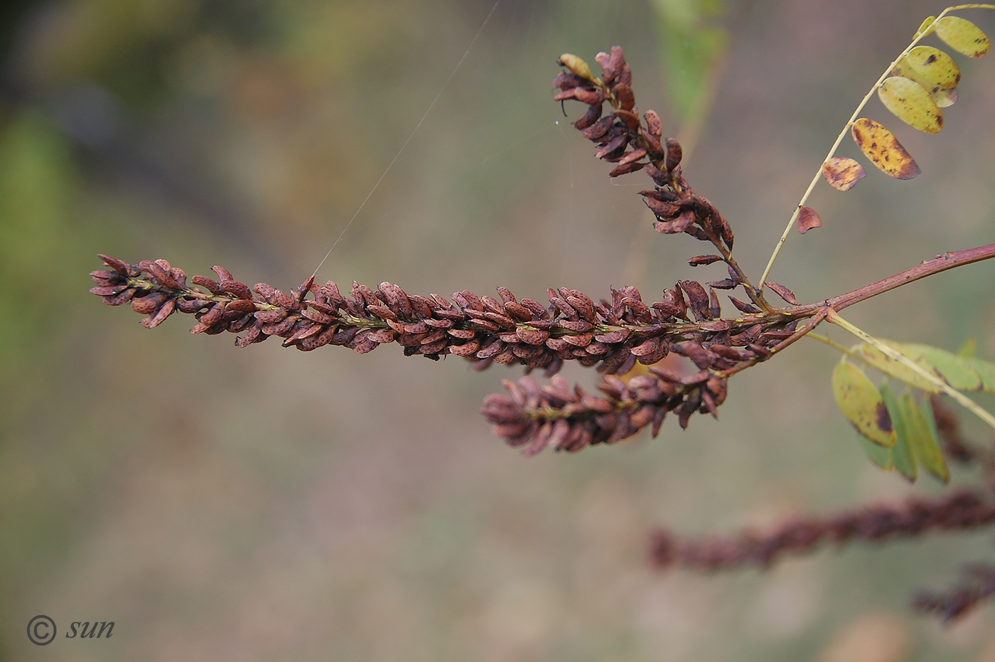 Изображение особи Amorpha fruticosa.