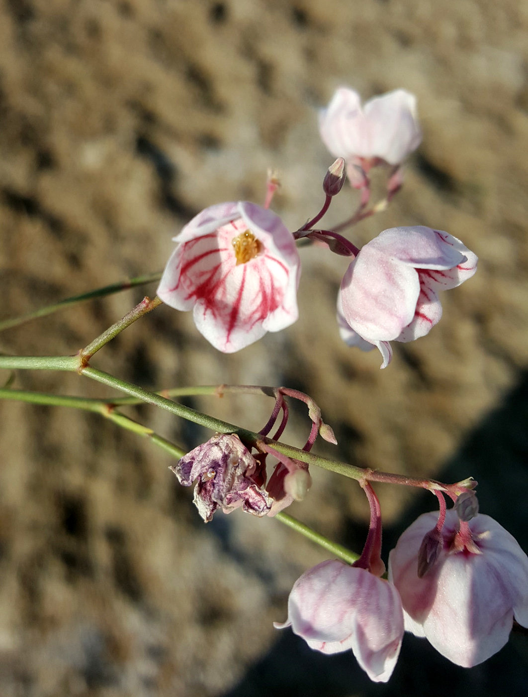 Image of Poacynum pictum specimen.