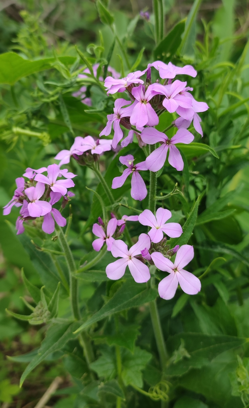 Image of Hesperis sibirica specimen.