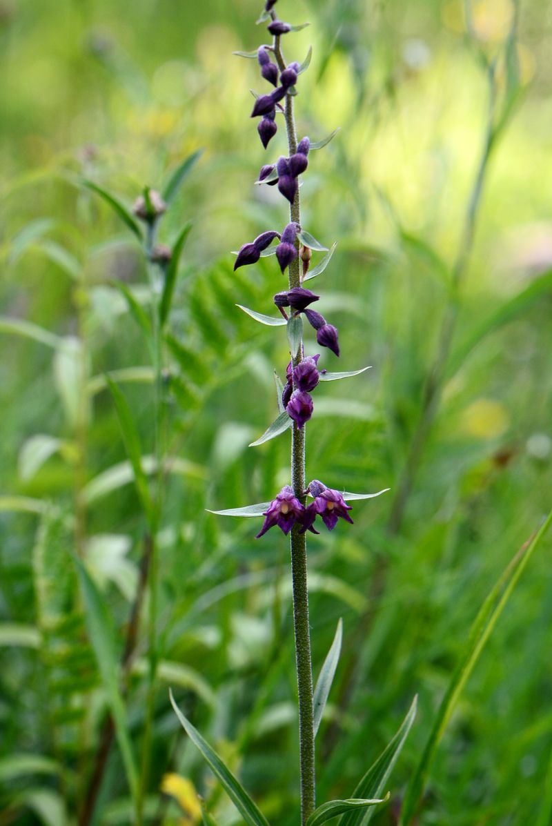 Image of Epipactis atrorubens specimen.