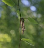 Betula utilis разновидность jacquemontii. Часть побега с мужскими соцветиями. Ярославская обл., г. Переславль-Залесский, дендрологический парк им. С. Ф. Харитонова, в культуре. 12.06.2022.