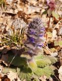 Ajuga orientalis