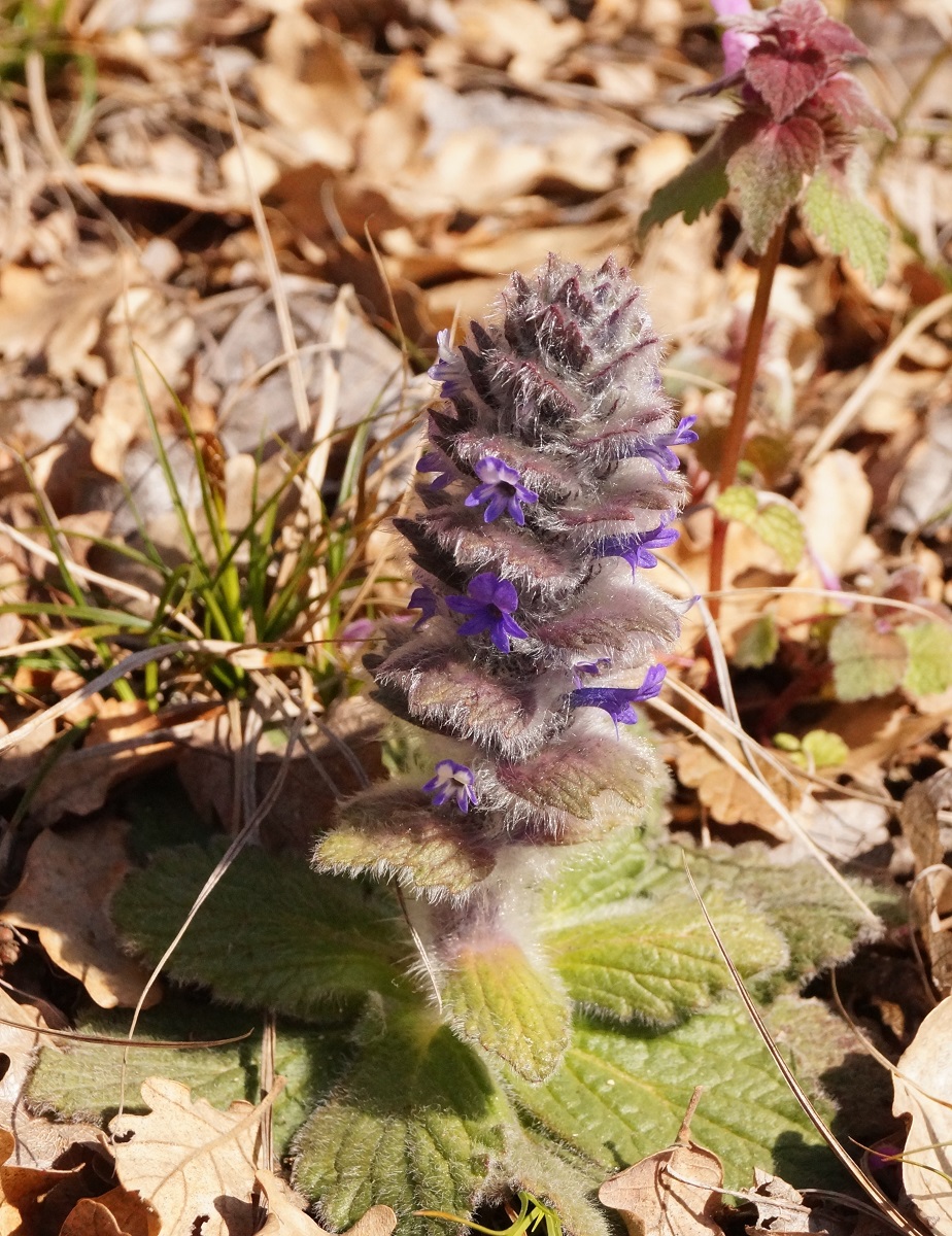 Image of Ajuga orientalis specimen.