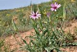 Tragopogon ruber