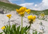 Ranunculus raddeanus. Верхушки побегов с цветками. Адыгея, Кавказский биосферный заповедник, Фишт-Оштенский массив, юго-восточный отрог горы Оштен, ≈ 2400 м н.у.м., альпийский луг. 13.08.2016.