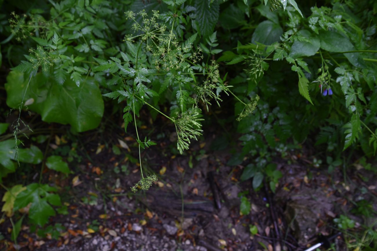 Изображение особи семейство Apiaceae.