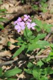 Cardamine quinquefolia