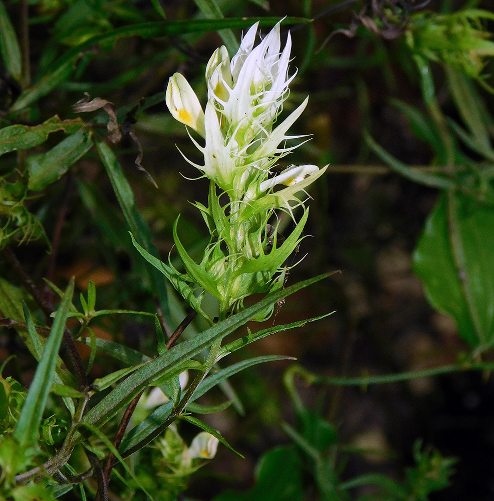 Image of Melampyrum argyrocomum specimen.
