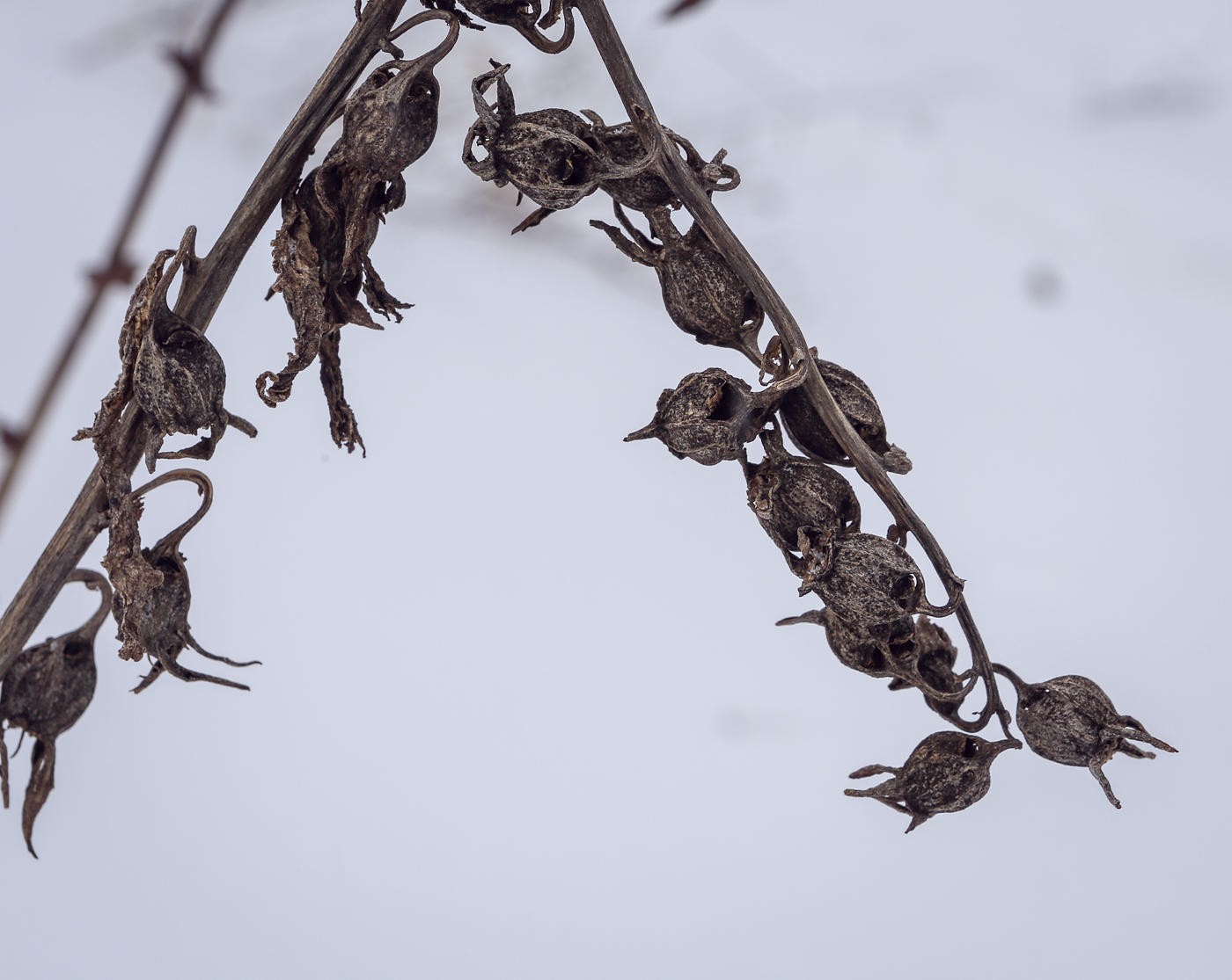 Image of Campanula latifolia specimen.