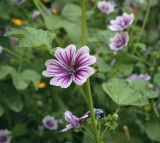 Malva mauritiana. Часть побега с цветком. Пермский край, г. Пермь, Кировский р-н, клумба у жилого дома. 17.07.2022.