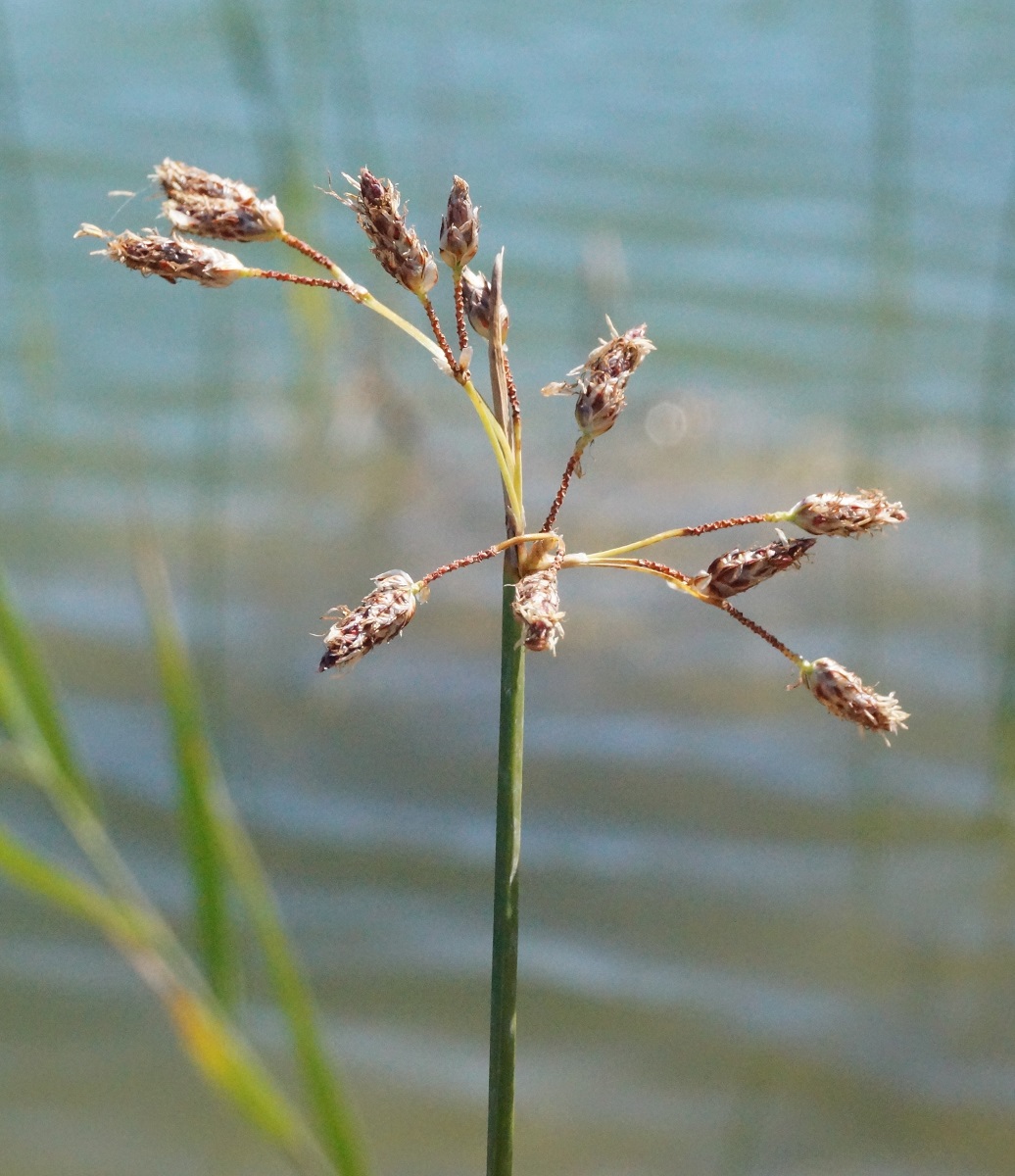 Изображение особи Schoenoplectus litoralis.