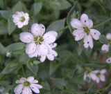 Stellaria ruscifolia. Цветки. Магаданская обл., Ольский р-н, побережье Охотского моря, мыс Нюкля. 24.07.2008.