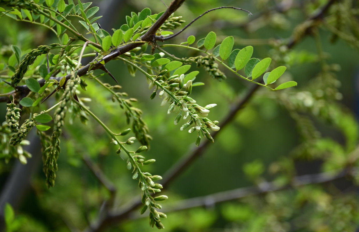 Изображение особи Robinia pseudoacacia.