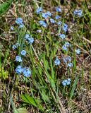 Myosotis imitata. Цветущие растения. Хакасия, Орджоникидзевский р-н, долина р. Сарала, луг. 09.06.2022.