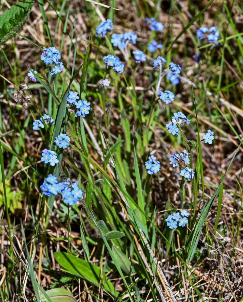 Изображение особи Myosotis imitata.