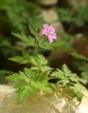 Geranium robertianum