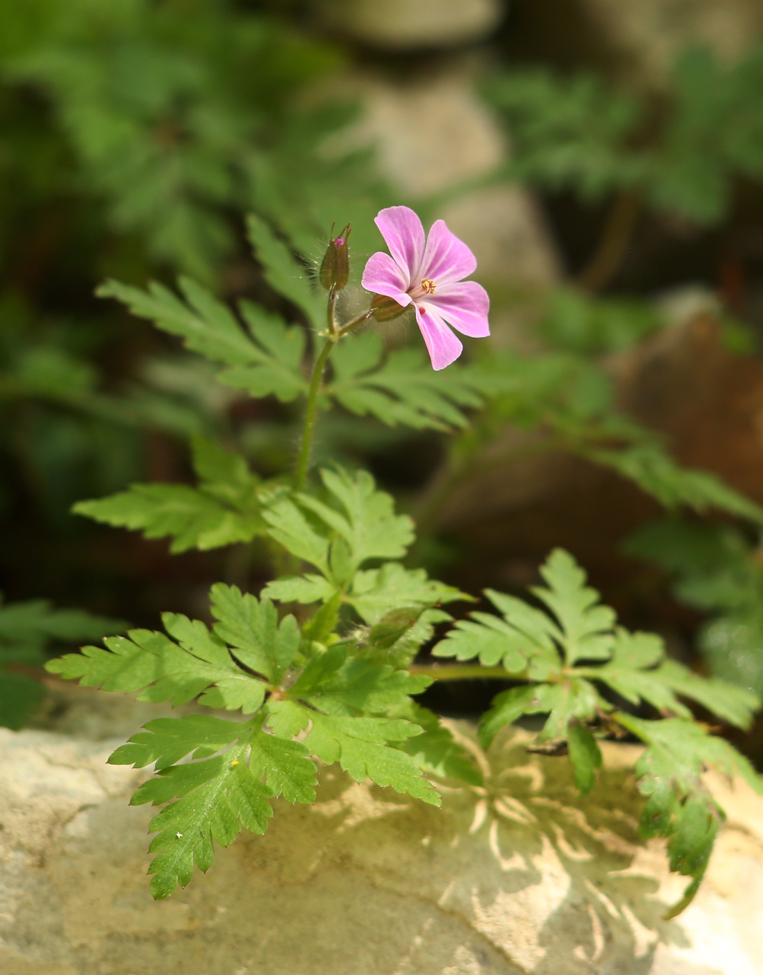 Image of Geranium robertianum specimen.