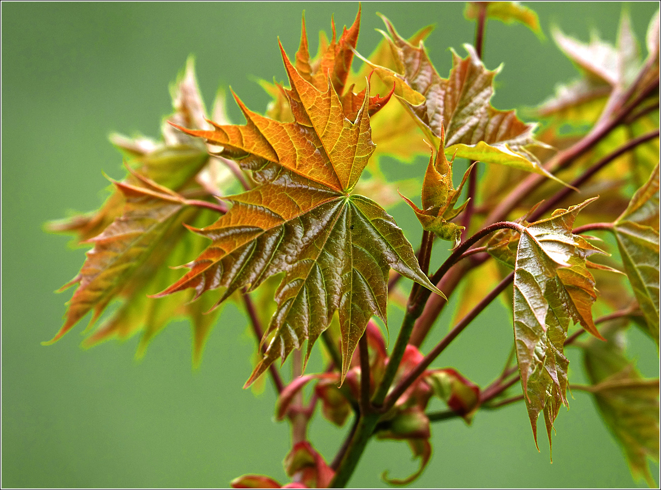 Изображение особи Acer platanoides.