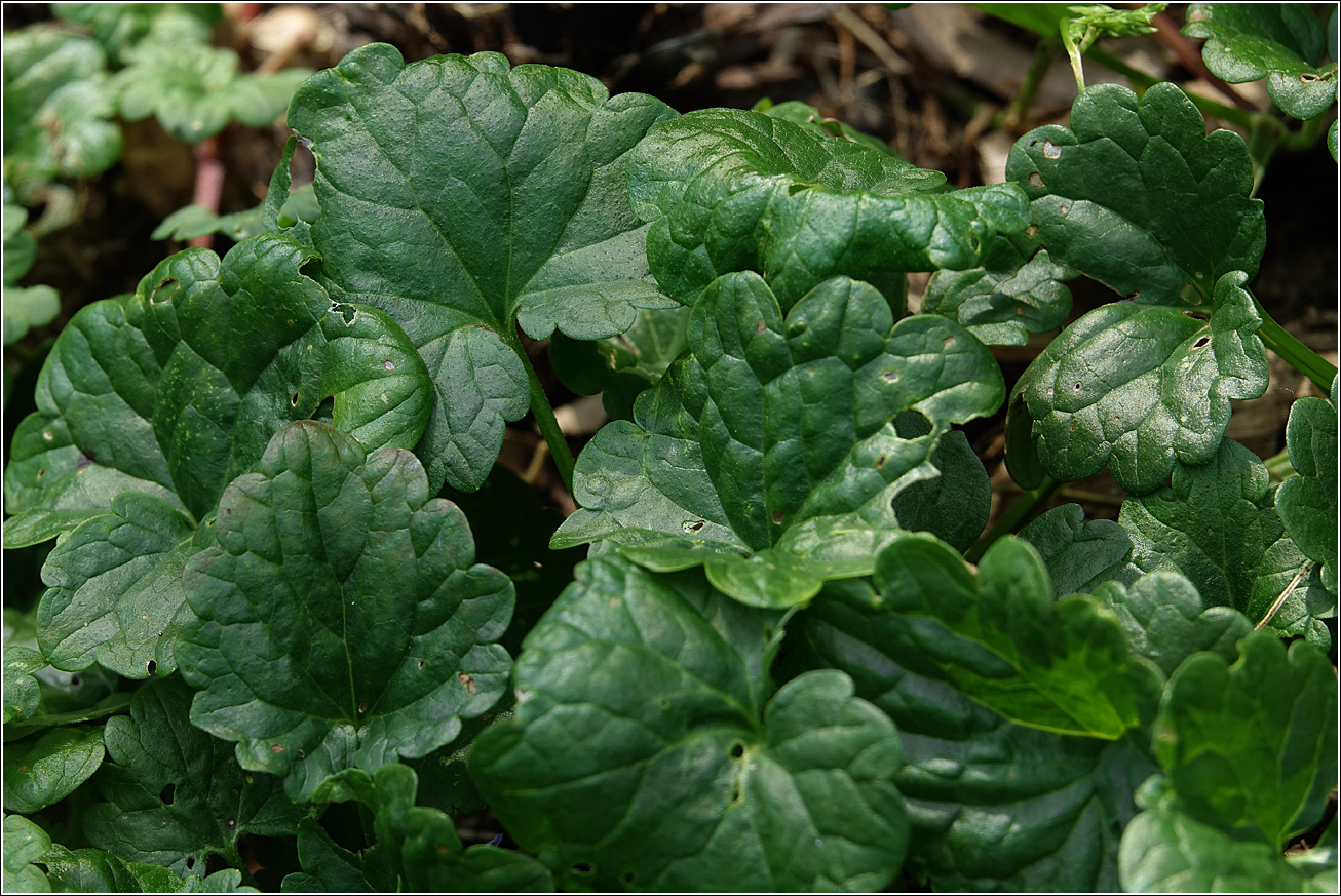 Image of Glechoma hederacea specimen.