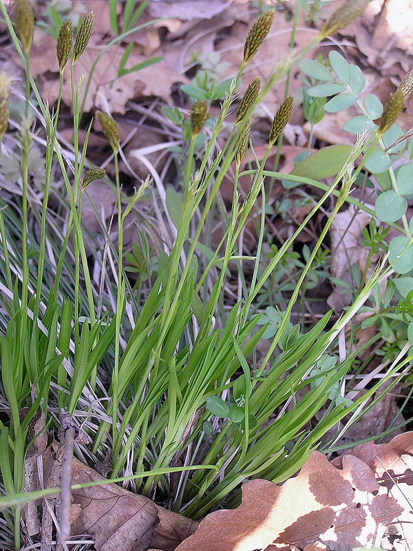 Image of Carex augustinowiczii specimen.