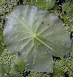 Nymphaea tetragona