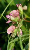 Смотреть изображение Lathyrus sylvestris