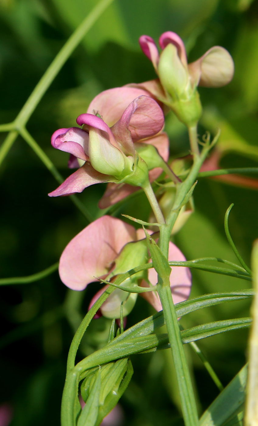 Image of Lathyrus sylvestris specimen.