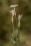 Dianthus cretaceus. Верхушка цветущего растения. Кабардино-Балкария, Эльбрусский р-н, оз. Донгуз-Орун, ≈ 2500 м н.у.м., травянистый склон. 23.08.2023.