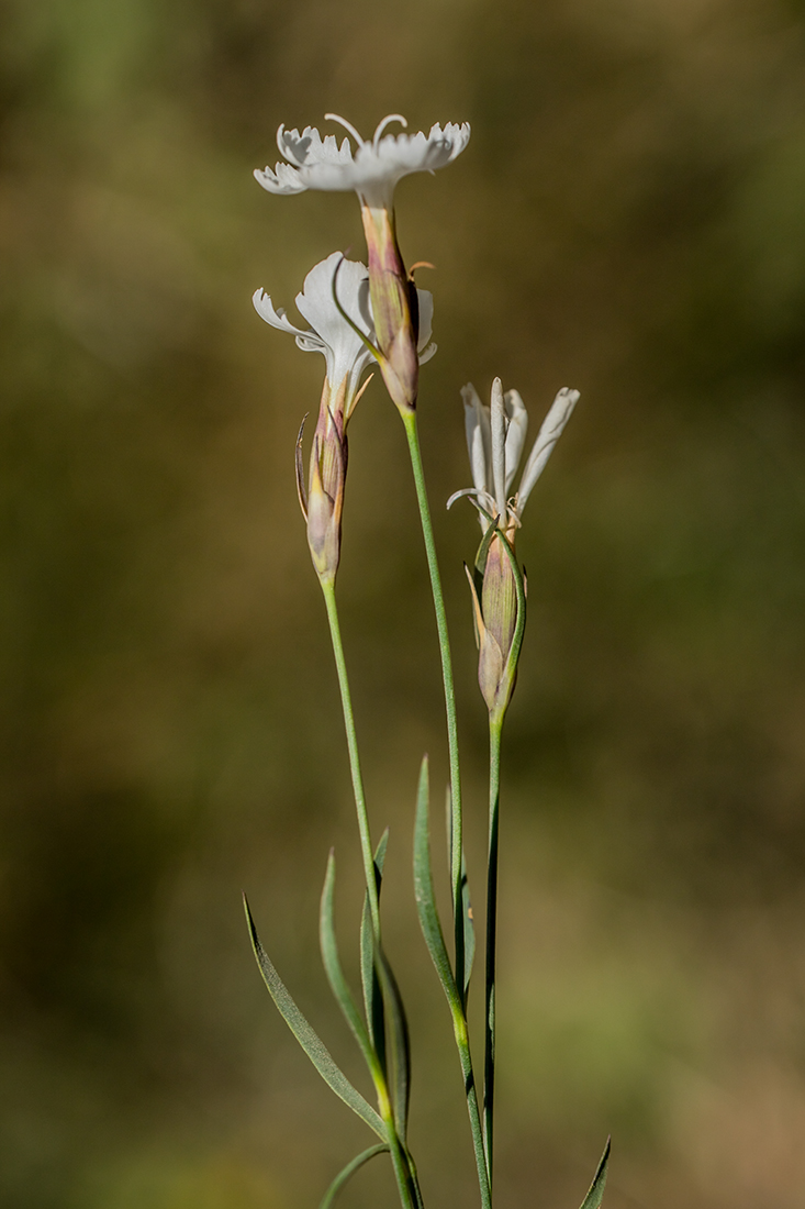 Изображение особи Dianthus cretaceus.