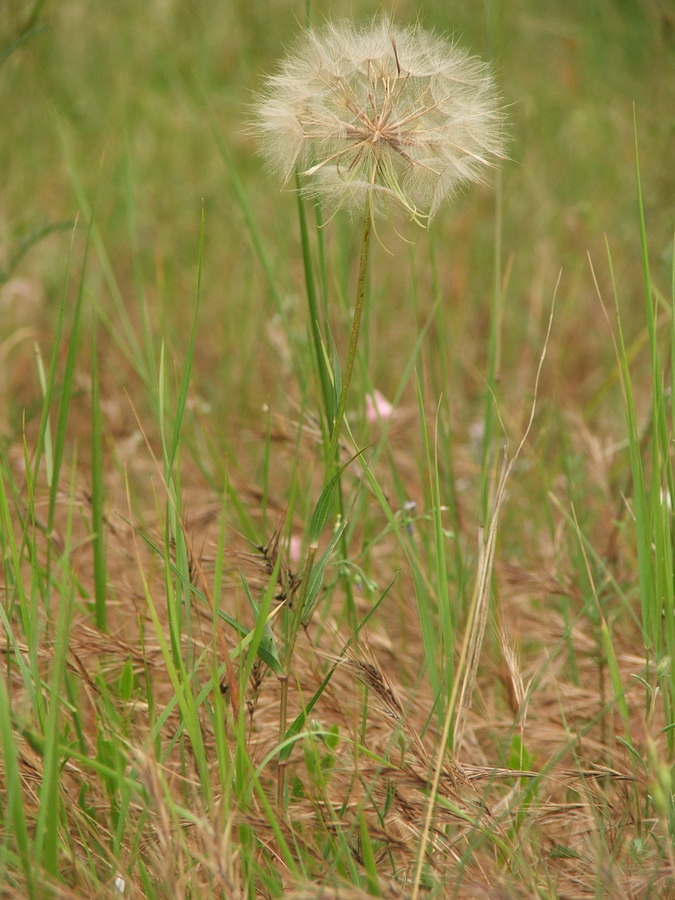Image of Tragopogon dubius specimen.