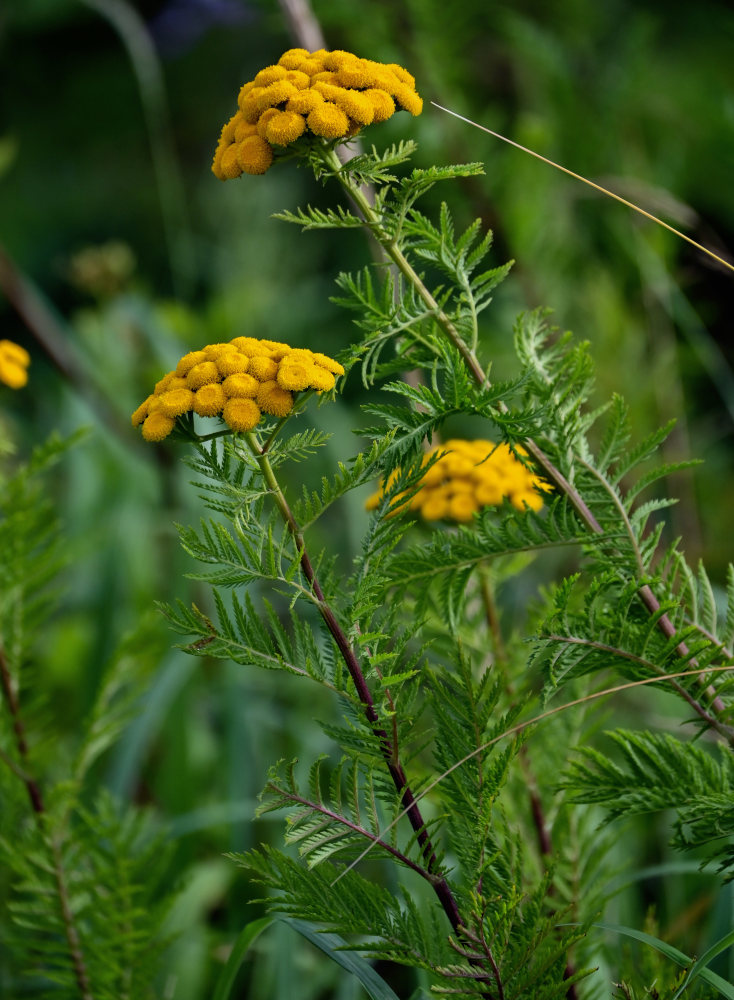 Изображение особи род Tanacetum.