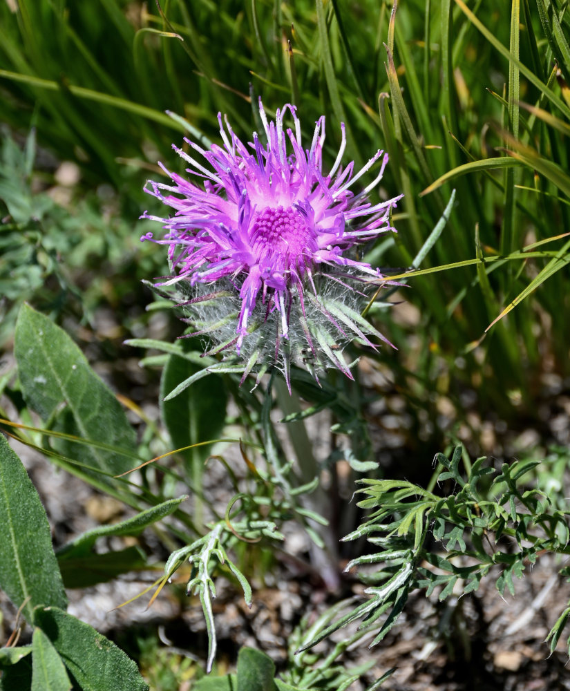 Image of Jurinella squarrosa specimen.