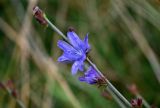 Cichorium intybus. Верхушка побега с соцветием и бутонами. Сахалин, г. Южно-Сахалинск, горнолыжный комплекс \"Горный воздух\", луговой склон. 11.08.2023.