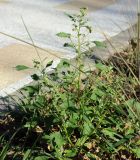 Chenopodium acerifolium