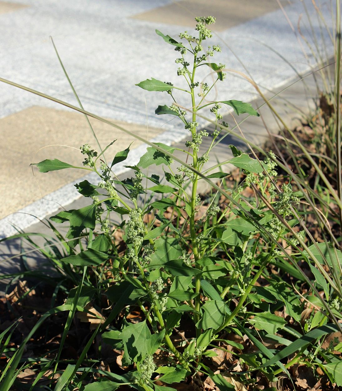 Изображение особи Chenopodium acerifolium.